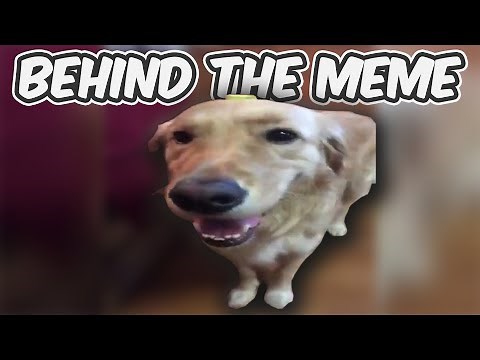 Why Is There Butter On The Dog? - Butterdog Behind The Meme