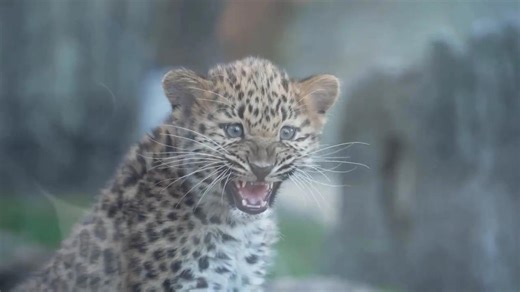 Endangered Amur cub sisters climb, explore habitat during public debut at Chicago area zoo