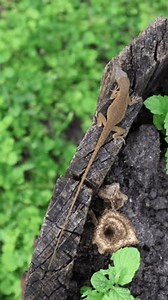 Striking Thin Lizard Clings Side Edge Stock Footage Video (100% Royalty-free) 3786458637 | Shutterstock