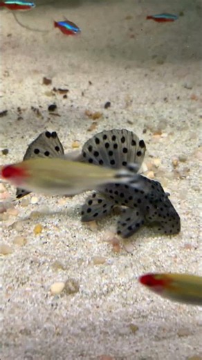 top5 pleco L264 #viral #fish #megaquarium #trending #aquarium