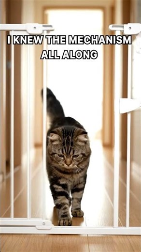 Engineer Cat Opens the Baby Gate Like a Pro 😹🛠️