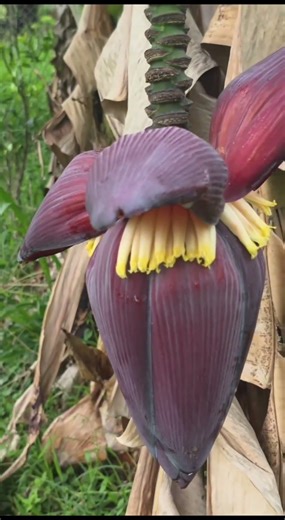 🟣 THE BANANA FLOWER: THE RESCUE FOR YOUR BLOOD AND DEFENSES! 🟣