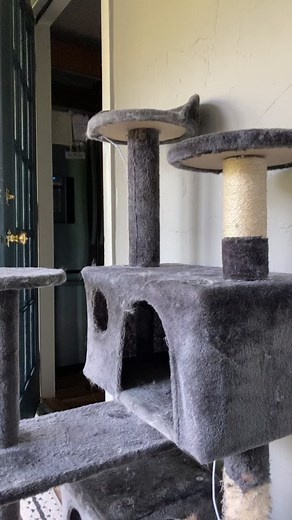 Cute Kittens Playing in Their Cat Tower