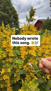 Nobody wrote this song. This yellow loosestrife (Lysimachia punctata) near Ramsberg, Sweden is composing in real time through PlantWave. No sheet music. No loops. Just the plant’s natural signals, expressed as a calm, flowing melody. It’s not background music. It’s the ‘voice’ of the living world. Learn more at PlantWave.com #plantmusic #plantwave #naturecore #nature #sweden #wildflowers | PlantWave