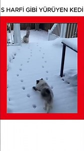 Cat That Walks Like The Latter S