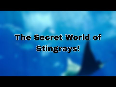 The Surprising Secret World of Stingrays! Do They Really Live Like This?