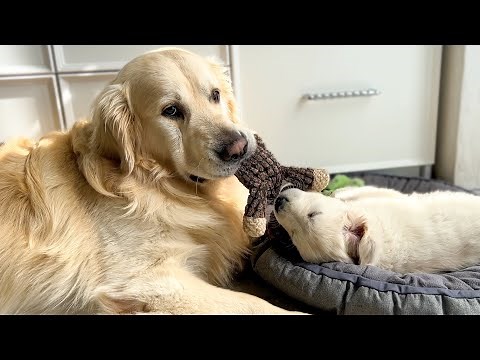Funny Golden Retriever Plays with Cute Puppy