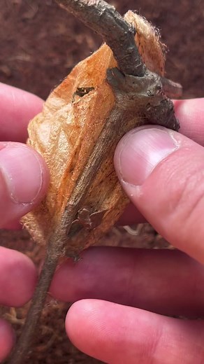 More cheese bugs! #bug #bugs #cheesebugs #insects #viral #moth #moths #fyp #asmr #foryoupage