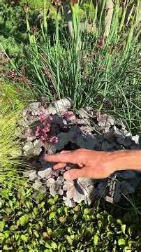 Heuchera 'Smoke and Mirrors'