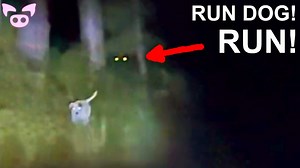 74K views · 1.9K reactions | These Scary Videos Are Not For Everyone | Slapped Ham | Facebook