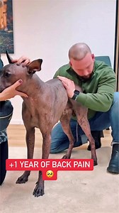 #petsofinstagram #doglover #dogoftheday #pet #chiropractor | Animal chiropractor, osteopath & healer