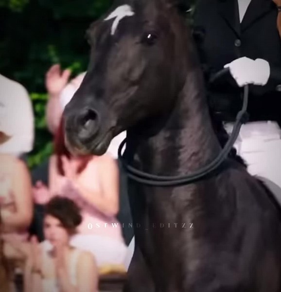 Exploring the World of Ostwind Films and Characters