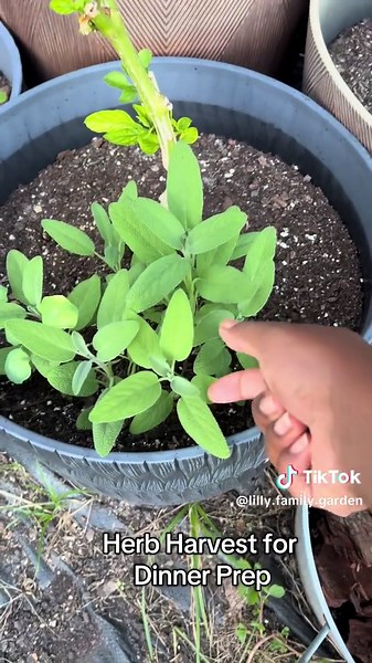 Harvesting herbs for our dinner prep #sage #rosemaryplant #cubanoregano