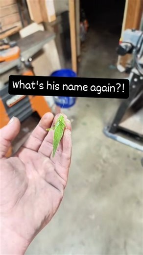 3.1K views · 78 reactions | Name the bug in the comments! #bug #nature #fire | Shocks Functional Art | Facebook