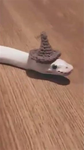 MOST BEAUTIFULL SNKE |WHITE BALL PYTON😍🐍 | #python #shorts