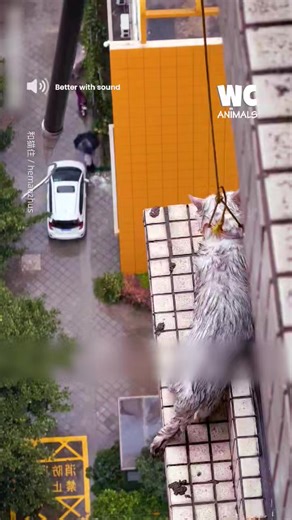 Can they save this cat?? | Watercooler Animals