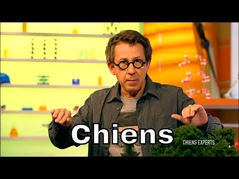 Le chien est-il le descendant du loup ? - C'est Pas Sorcier