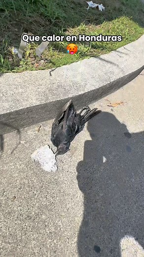 1.4K views · 157 reactions | Que calor en Honduras 掠 | ChakelTok | Facebook