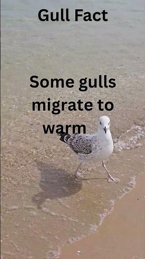 Seasonal Migration of Gulls | Seagull facts #shortsviral