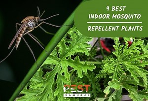 12 Best Indoor Mosquito Repellent Plants for Every Household - Pest Samurai