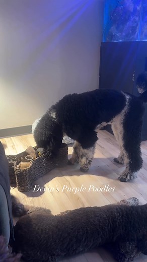 Chanel never gives up https://devinspurplepoodles.com #devinspurplepoodles #standardpoodlelove #Nebraska #partipoodle | Devin's Purple Poodles