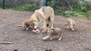 Activité alimentaire en meute, l’apprentissage des codes canins …. Je sais c’est impressionnant mais pas un seul coup de dents , juste des remises en place et des interdictions ! Ps : le tunnel de stimulation est déjà bon à refaire 😜😜 | Elevage des Loups d'Akairo - Chien loup tchécoslovaque