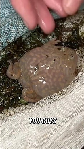 What Kind of Frog is This? #frog #creature #rare #animals #fish