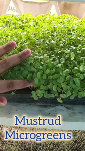 Outdoor Microgreens farming is possible 365days!Natural light. Fresh harvest. Real nutrition#gurudev