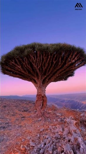 Socotra Island: The Most Alien Place on Earth | Nature’s Hidden Paradise