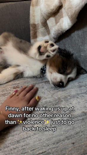 Chaos Unleashed by Mini Aussie Finny at Dawn
