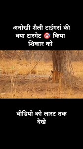 5K reactions · 41 shares | #jump #jumpingfitness #tigers #TigerAttack #hunting #DEER #target #tigersafari #ranthamborenationalpark #ranthamboretigerreserve #tigersofindia #tiger #TigerPower #tigersighting #TigerMoments | Mayaranthambhore Safari | Facebook