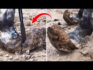 Rescue: A donkey hoof that hasn't been repaired in 9 years