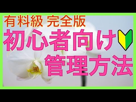 【完全保存版】胡蝶蘭の育て方！初心者でもわかりやすくゼロから解説【超有料級】