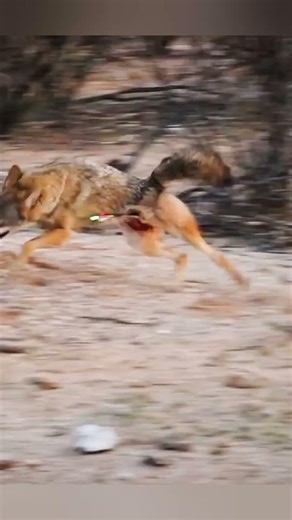 Beautiful Coyote Hunting Moment / Красивый момент охоты на койота