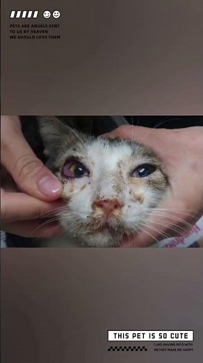 7 Symptoms of Cat Flu Every Cat Owner Should Know