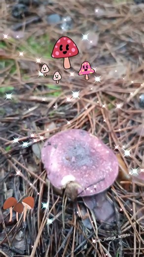 Гриби, що ростуть навіть у зимовий період року!