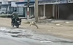 That's His Block: Monkey Drop Kicks Moped Rider!
