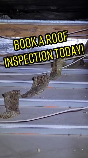 How to Identify Snakes in Your Roof Space
