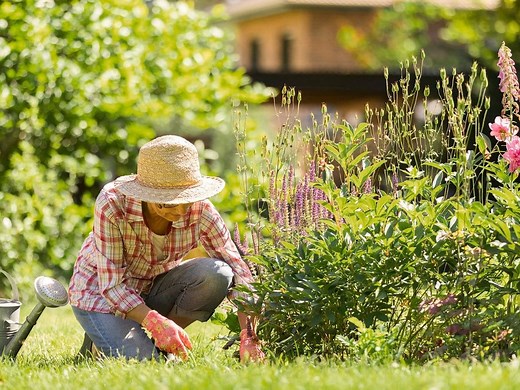 How To Use Yates’ Dynamic Lifter To Help Plants In Your Garden Thrive  - Bunnings Australia