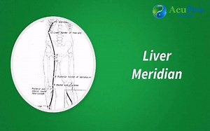 The LIVER Meridian: the quick short-to-the-point-version. What is your favorite Liver point? #AcupunctureRocks! | AcuPro Academy
