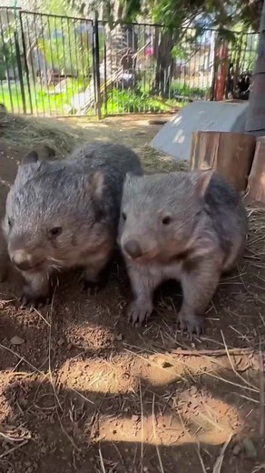 "Thanks, it has pockets!" 👗 Like kangaroos, wombat joeys are born very early and continue their development in a pouch. But did you know that a wombat’s pouch faces backwards? This is likely an adaptation to prevent their pouch from filling with soil when digging. Bare-nosed wombat mothers have one baby at a time, which gestates for about a month before spending about eight months in the pouch. The young then spend another eight months or so hanging around with mum. Adults are mostly solitary b