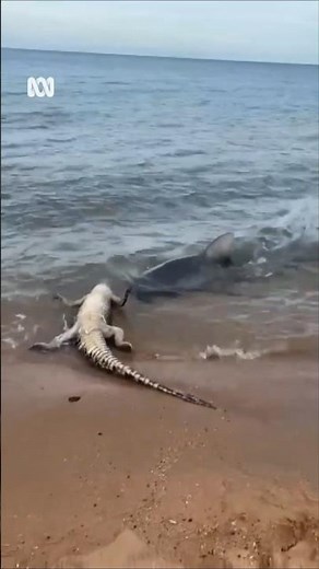 When you thought Australian beaches couldn't get any scarier | ABC News