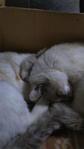 お姉ちゃんと一緒が良い桃太郎 #猫屋敷八兵衛 #桃太郎の成長記 #cat #ねこ動画 #cute