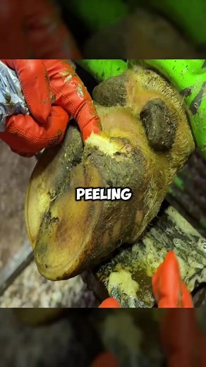 Cow's Double Sole Revealed: Hoof Care Insights