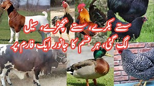 18K views · 633 reactions | Mix cattle and bird farming || Seven different types of farming in one farm || Farming in Pakistan | Farming Tips | Facebook