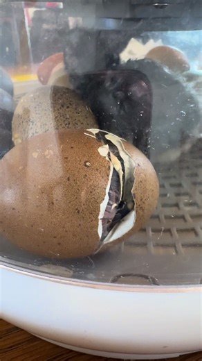 Baby chicks hatched out of an incubator #incubator #babychicks #chicken #farmlife #hatching