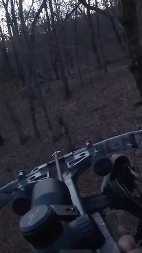 Got Him! #hunting #bowhunting #crossbow #excalibur #pig #success #shortsfeed #deerhunting #shorts