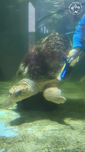✨ Spa day for Poppy!✨Nothing like a good shell scrubbing for this sweet lady! 💖 #seaturtle