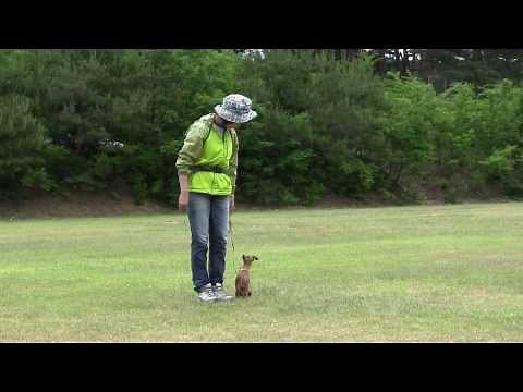 家庭犬、ペットの基礎トレーニング、しつけ訓練