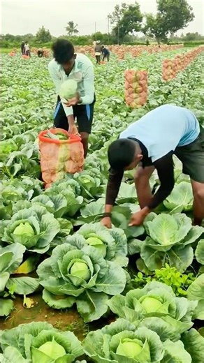 Teamwork in the Field: How Farmers Harvest Cabbage Quickly #farming #work